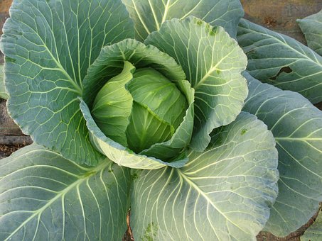 Cabbage