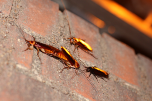 cockroaches